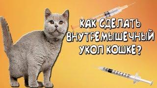 Как сделать внутримышечный укол коту!