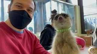 Seoul Animal Cafes (Thanks Nature Cafe and Meerkat Friends)