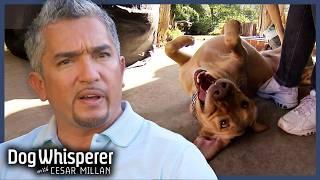 Cesar Saves Family From Out-of-Control Lab! | S5 E19 Full Episode | Dog Whisperer With Cesar Millan