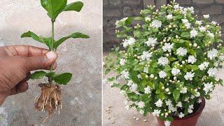 How To Grow Mogra Jasmine Plant From Cuttings | Mogra | Jasmine