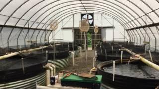 No fish tale: Aquaculture entrepreneur raising 1 million pounds of trout per year