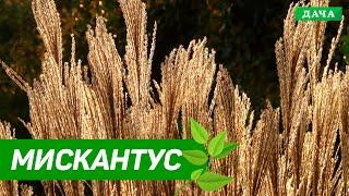 Декоративный мискантус | Весенняя обрезка | Добрый Сад