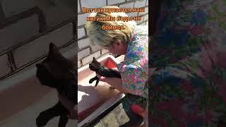 Животные.Купание котов.