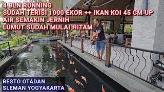 4 BULAN RUNNING KOLAM KOI 2000 TON | RESTO OTADAN SLEMAN YOGYAKARTA