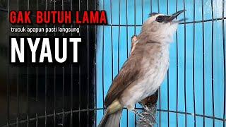 trucukan gacor TARUNG ROPEL PANJANG pancingan trucukan agar bunyi jadikan burung trucuk gacor NYAUT