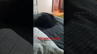 ВОТ ВАМ КОТИКИ #войнаукраина #котики