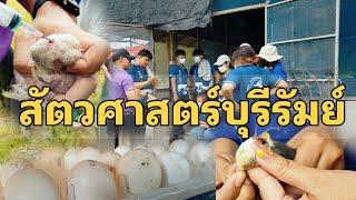 การฆ่าไก่ ให้ตายแบบไม่ทรมาน สัตวศาสตร์