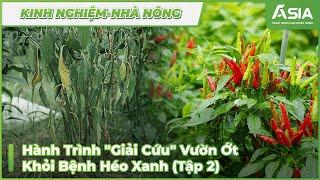 Phòng Trừ Héo Xanh Vườn Ớt  - Tập 2| Sinh Học Châu Á
