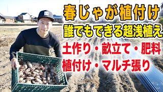 春じゃが植付け　埋める必要なし　置いてマルチ張るだけ　土作り〜植付けまで【2月下旬撮影】