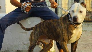 Fighter pitbull (Tiger) killer look (pitbull fight)