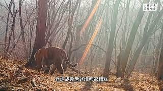 【老虎】中國的傳奇東北虎母親Legendary mother of Amur tiger in China