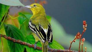 SUARA PIKAT AMPUH UNTUK BURUNG CIPOH DAN SIRTU (suara pikat andalan jaya channel).