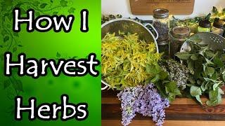 How I Harvest Herbs