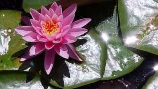 Lotus Secret Garden