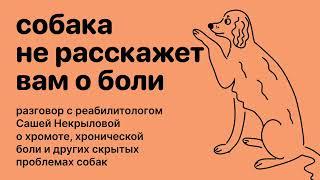 Как определить, что у собаки болят суставы? Почему собака хромает? И что со всем этим делать?