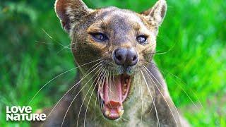 Fossa Lurks At Drinking Hole For Prey | Dawn to Dusk 107