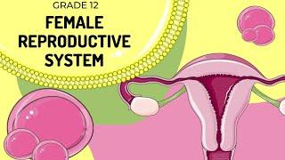 Female Reproductive system