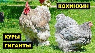 Разведение кур породы Кохинхин как бизнес идея | Куры Кохинхин