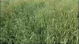объезд полей 8 мая озимая пшеница,  рожь, яровой ячмень
