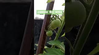 #garden #rooftop #vegetables #farming