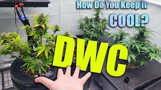 HOW TO COOL DWC vs SOIL part.10 - WHATS GROWING ON in the MARSHYDRO 5x5 Fc8000