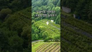 매물393 블루베리 800주 농촌사업 국유림 끝자락 농막 토지 급급매 1억9500만원