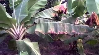 Affected banana garden after heavy monsoon 2011(3)