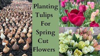 Planting Tulips For Spring Cut Flowers