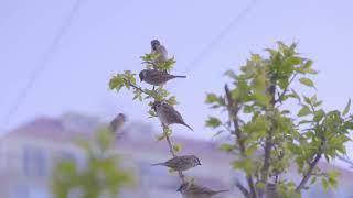 Eurasian Tree Sparrow  March - April 2022 JEJU - KOREA