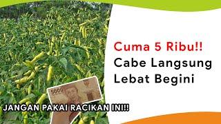 Mempercepat dan Melebatkan Buah Cabe Cukup Modal 5 Ribu