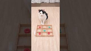 Cat and TIC TAC TOE