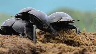 Circellium bacchus Flightless Dungbeetle.mov