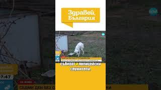 Откриха кучето на изчезналия Николай #zdraveibulgaria #novatv #изчезнал