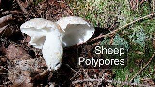 Albatrellus ovinus: The Edible Sheep Polypore #mushroom #foraging #mycology