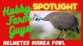 HFG Farm Animal Spotlight: Helmeted Guinea Fowl