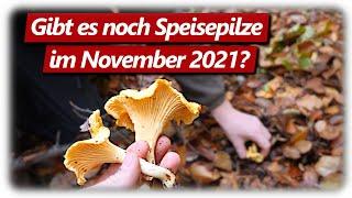 Speisepilze sammeln im Spätherbst? Kein Problem! | Pfifferlinge und Herbsttrompeten weiter da