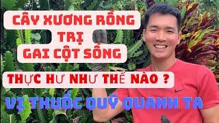 Cây Xương Rồng Trị Gai Cột Sống - Thực Hư Như Thế Nào ?