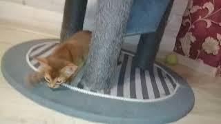 Абиссинские кошки
