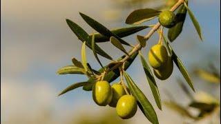 Easy way to grow olive plant from cutting | Results 100% | Nature ASMR #horticulture #asmr #plants