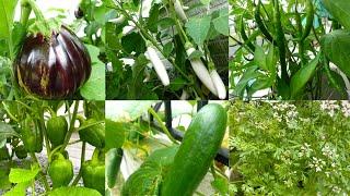 Lots of Vegetables in Garden • #gardening • Sangeeta's World