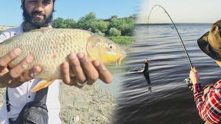 Incredible Yellow Carp Fish Catching | Big Carp Fish Catching  | Carp Fish | Fresh Water Fishing