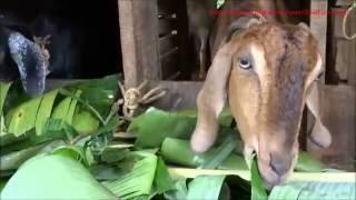 GOATS EAT BANANA LEAF