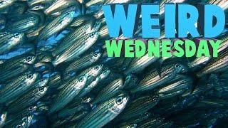 Weird Wednesday - Can't Surf Too Many Fish?!