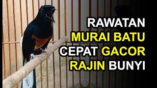 8 Cara Merawat Murai Batu Cepat Gacor dan Rajin Bunyi