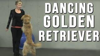 Amazing Dancing Dog Bob Fosse the Golden Retriever Dazzles with Talent In Canine Freestyle Routine