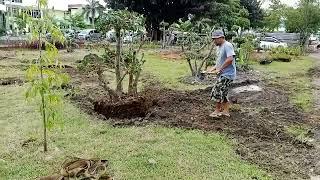 Gardener taman beringin dolar,,lihat proses pemindahan beringin dolar petani cilik milenia''