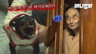 유기견을 데려왔는데 무슨 사연인지 저희 할아버지만 보면 짖네요 (feat. 할배 친구들)ㅣHow Bad Memories From Humans Can Affect Dog