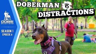 High-Distraction Public Training with a Doberman | Dobie Masters - S1E6