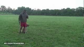 K9C - Mes Transitional Split Drill Day 3