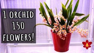  SHOCKING amount of flowers!  Oncidium Tiny Twinkle Spotlight & Care Tips